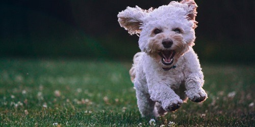 Happy dog running on lawn.