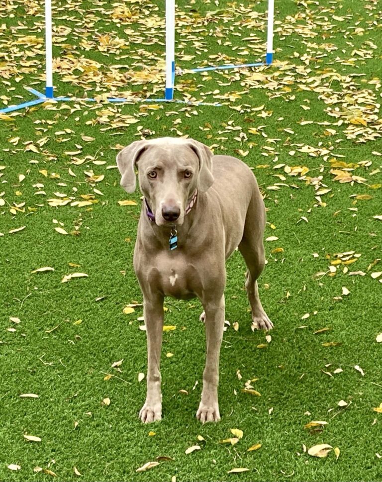Dog Boarding Photo Gallery Heartland Ranch USA El Paso TX