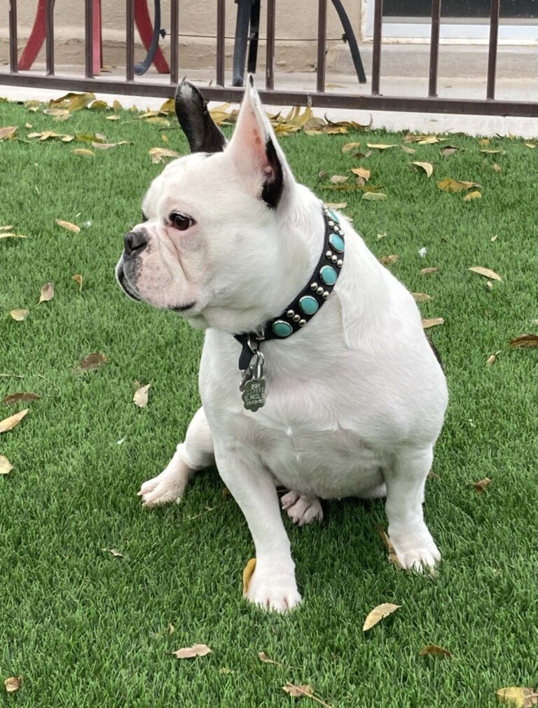 Dog Boarding Photo Gallery Heartland Ranch USA El Paso TX