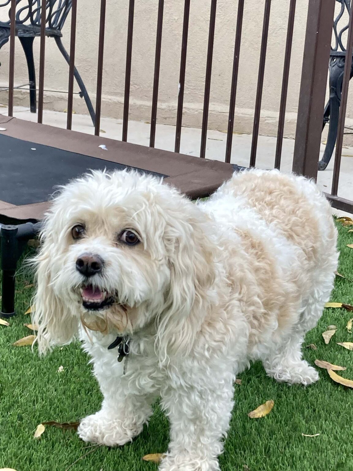Dog Boarding Photo Gallery Heartland Ranch USA El Paso TX
