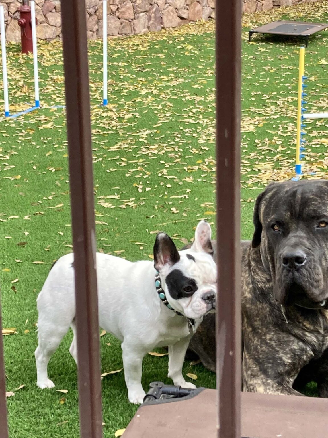 Dog Boarding Photo Gallery Heartland Ranch USA El Paso TX