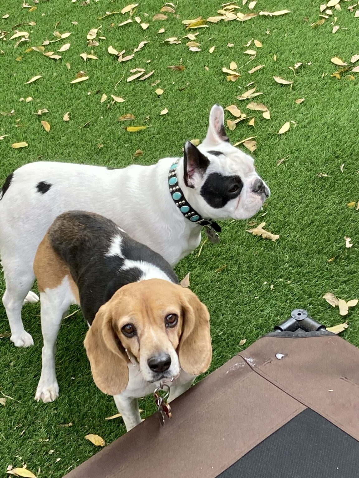 Dog Boarding Photo Gallery Heartland Ranch USA El Paso TX