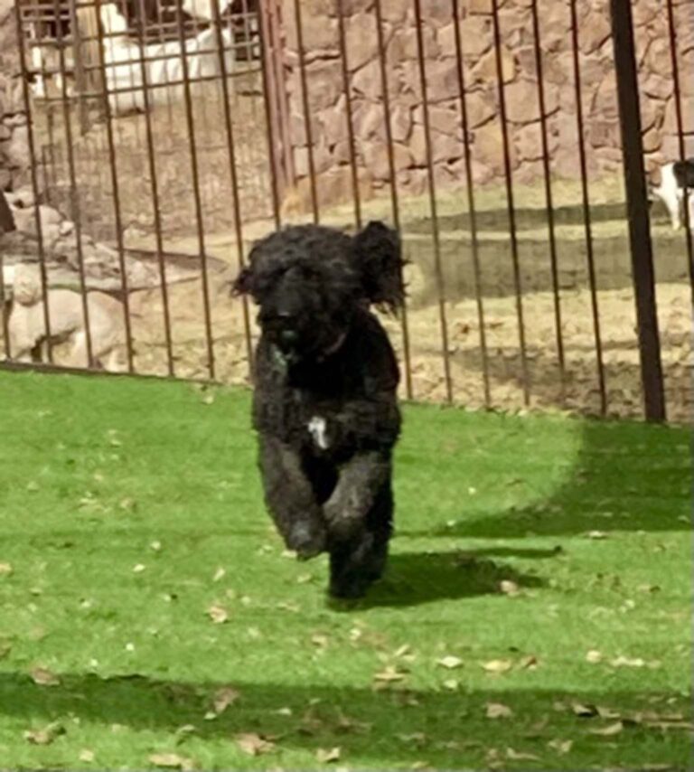Dog Boarding Photo Gallery Heartland Ranch USA El Paso TX