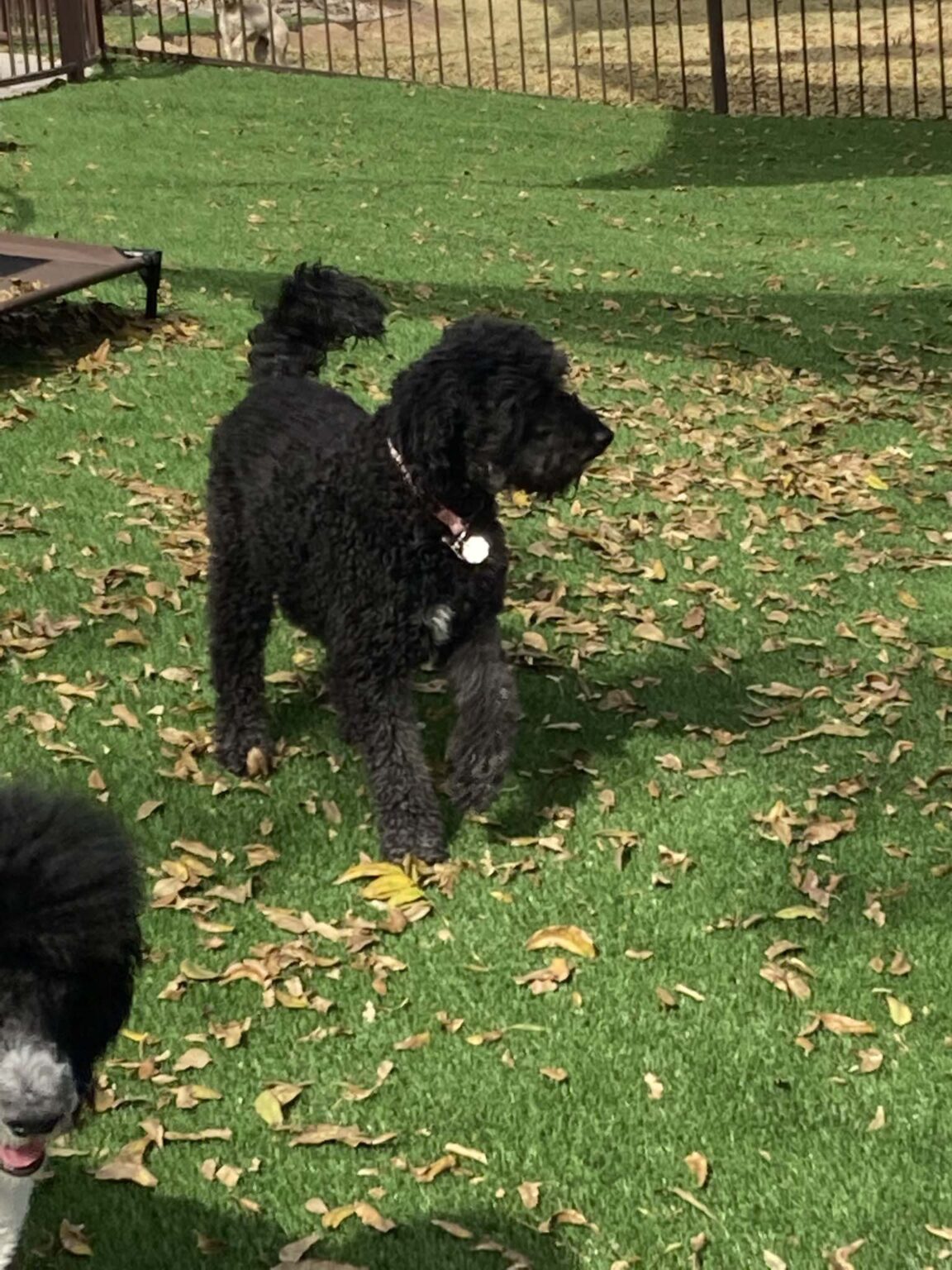 Dog Boarding Photo Gallery Heartland Ranch USA El Paso TX