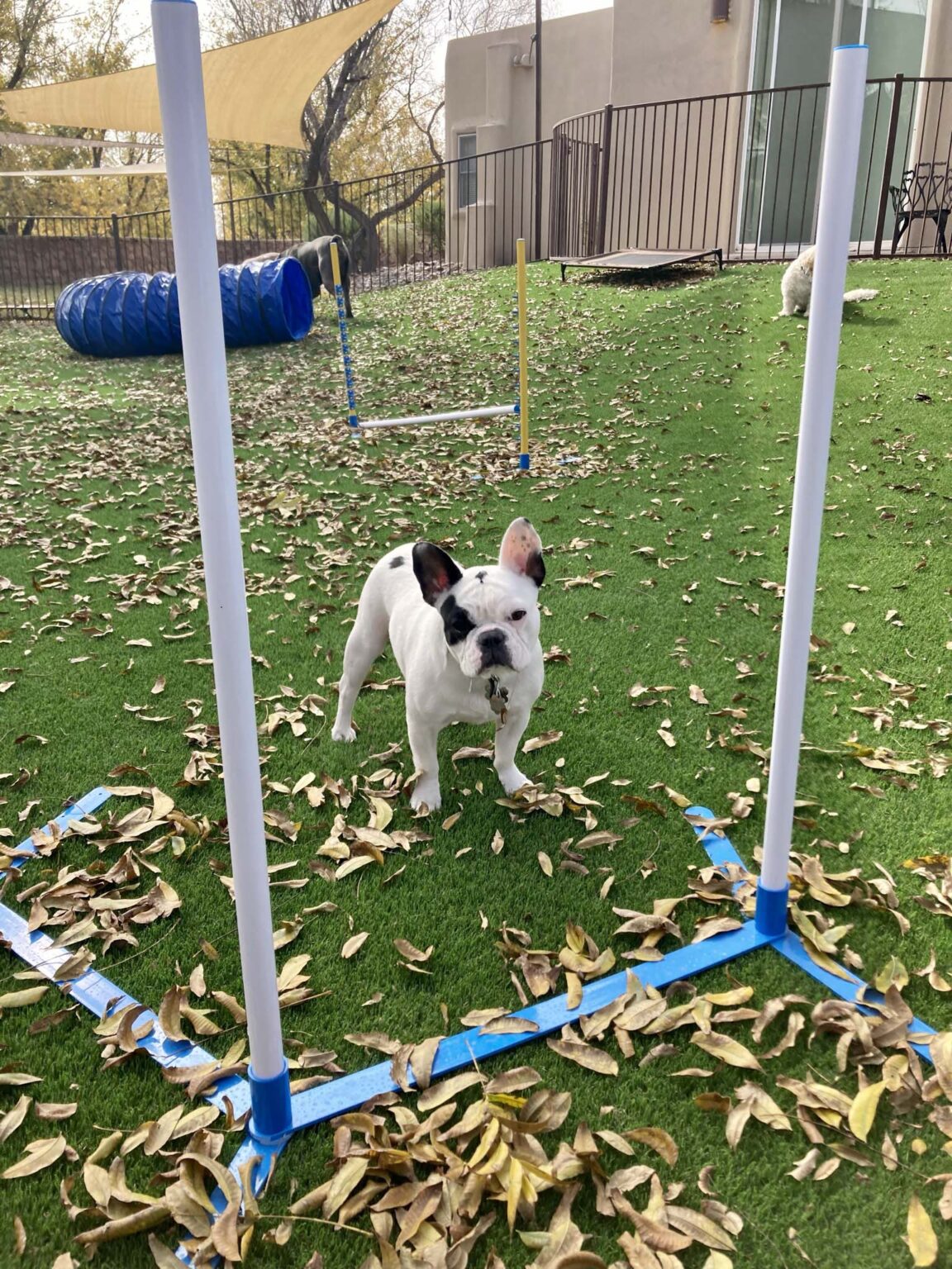 Dog Boarding Photo Gallery Heartland Ranch USA El Paso TX