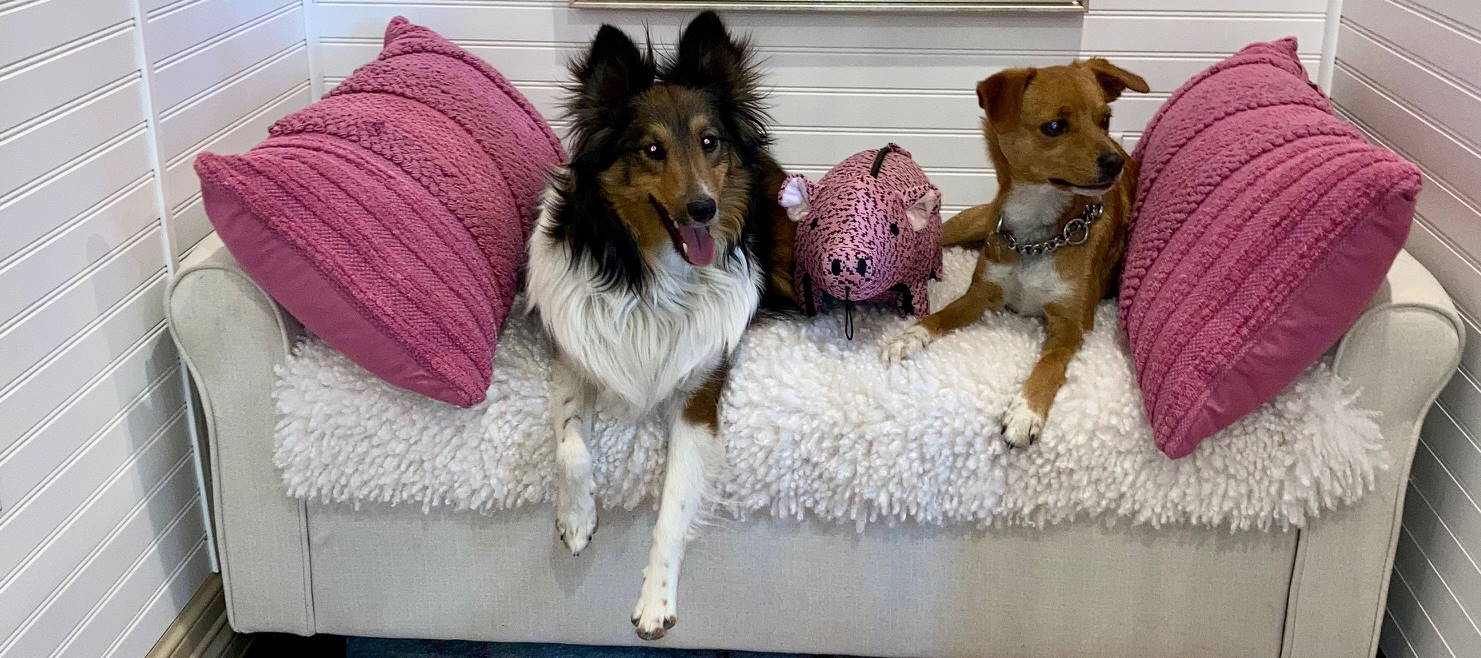 Dog Boarding Near El Paso Heartland Ranch USA