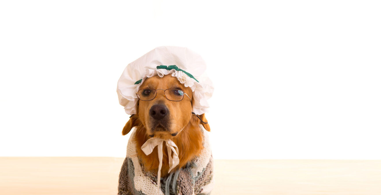 Dog Boarding & Horse Boarding El Paso TX Heartland Ranch USA