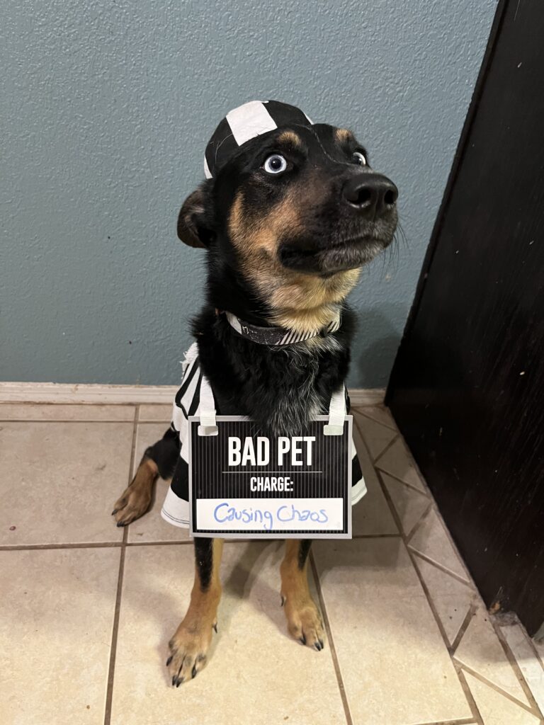 Dog in a prison outfit for Halloween 2022