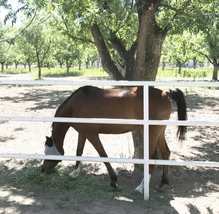 Horse eating grass at Heartland Ranch USA 