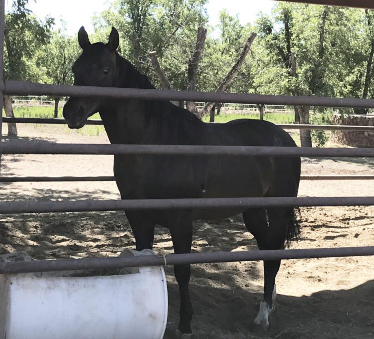 Black horse standing in the shade at Heartland Ranch USA 