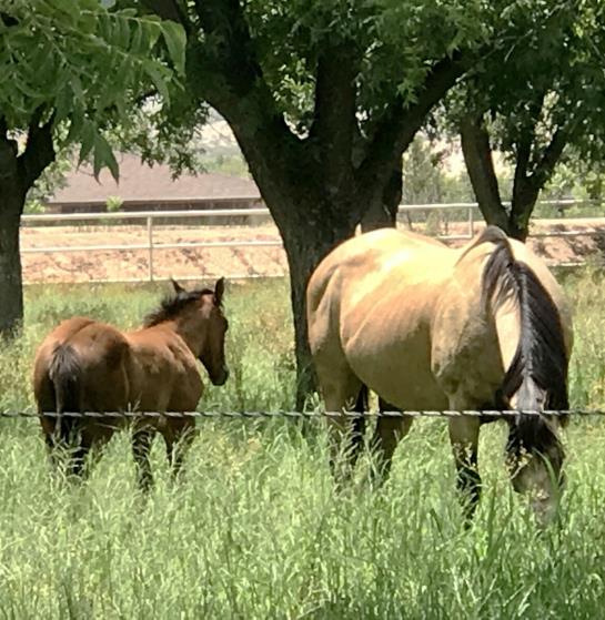 Horses in a pasture at Heartland Ranch USA 