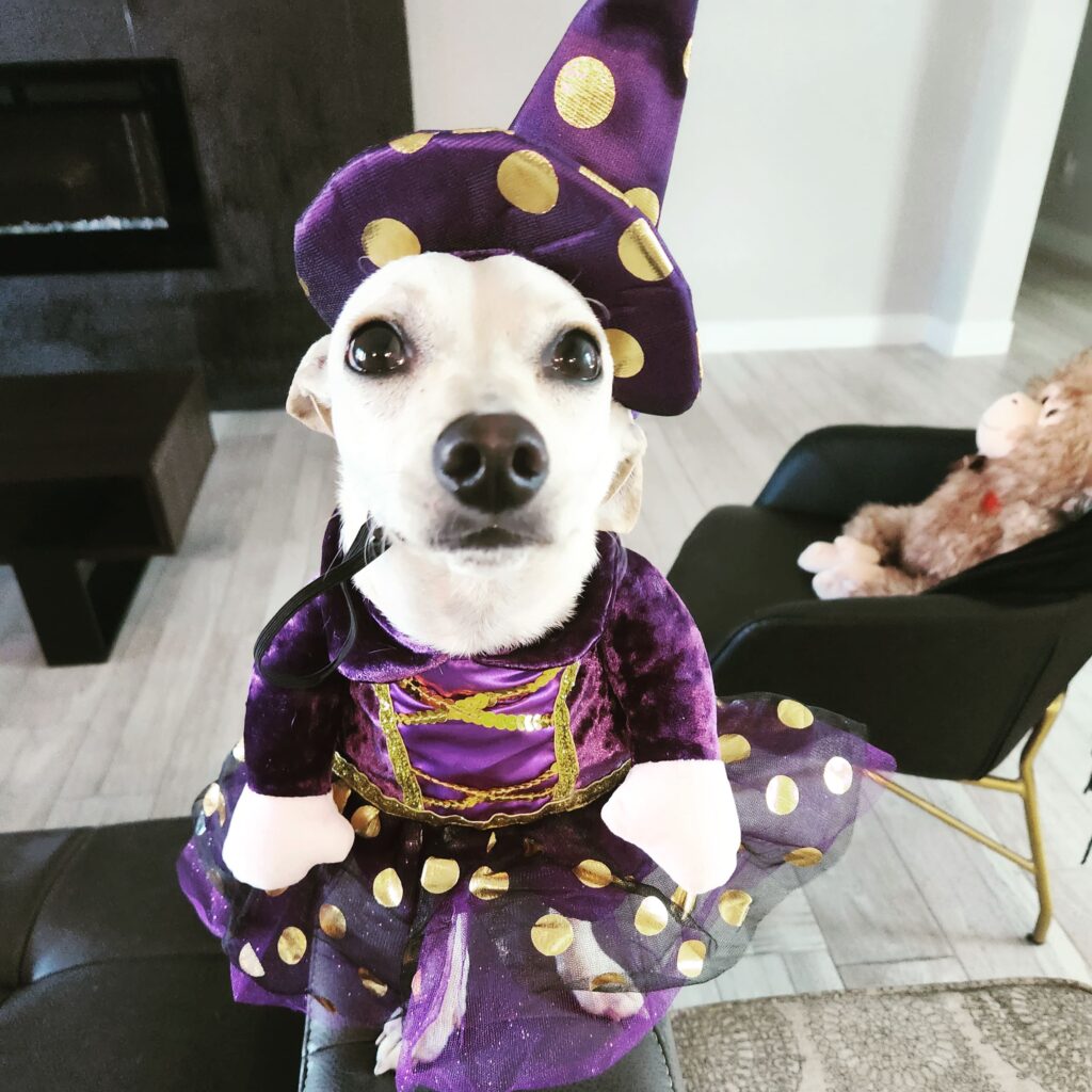 Our Halloween 2022 winner as a dog in a dress.