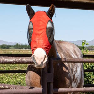 Horse with bug cover around eyes.
