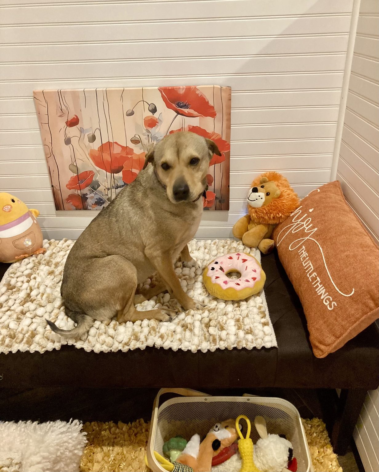 Luxury Dog Boarding El Paso TX Area Heartland Ranch USA